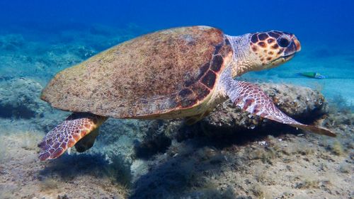 Femelle Caretta caretta