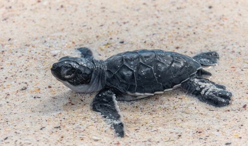 Juvénile Chelonia mydas