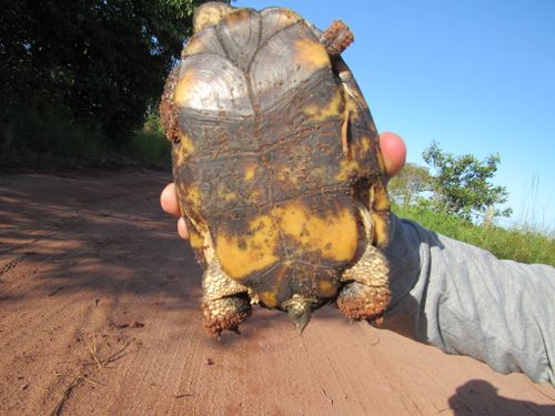 Plastron Acanthochelys radiolata