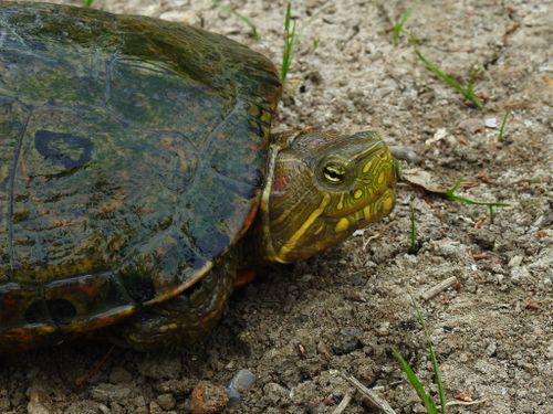 Tête Trachemys callirostris