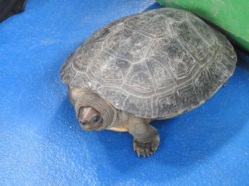 Dossière Batagur borneoensis