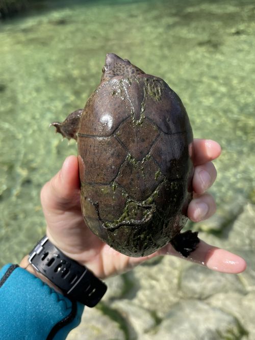 Dossière Sternotherus intermedius