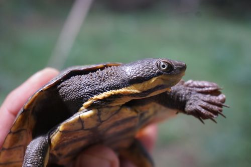 Corps Myuchelys purvisi