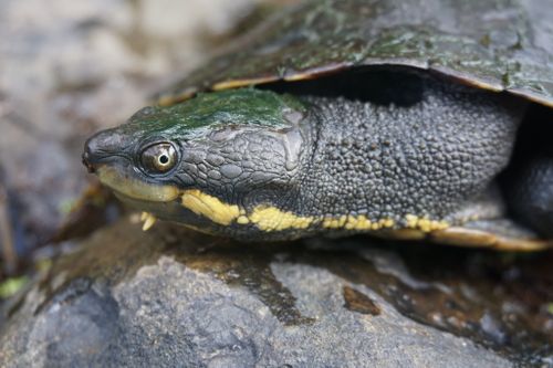 Tête Myuchelys purvisi