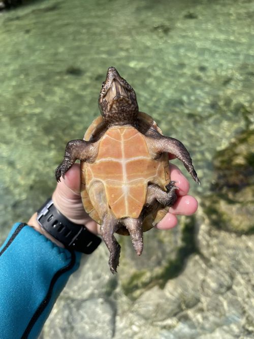 Plastron Sternotherus intermedius