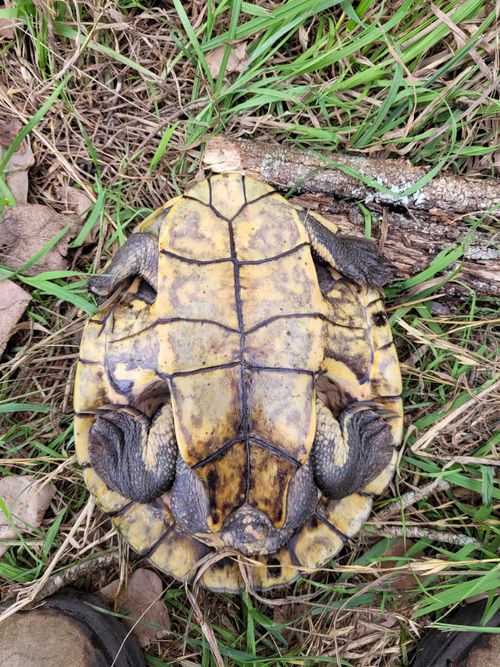 Plastron Myuchelys purvisi