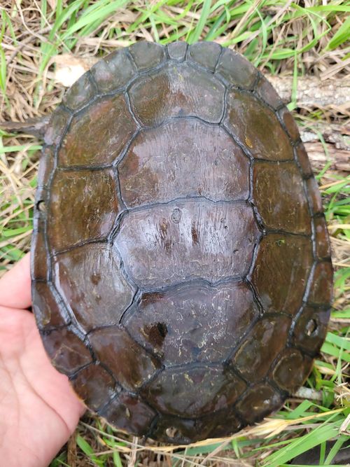 Dossière Myuchelys purvisi