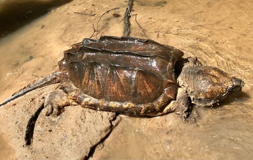 Dossière Macrochelys temminckii