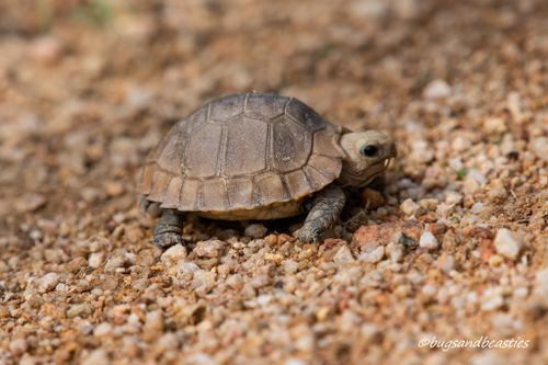 Juvénile Indotestudo elongata