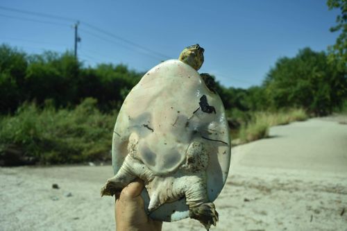 Plastron Apalone spinifera guadalupensis