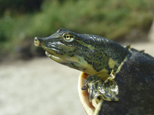 Tête Apalone spinifera guadalupensis