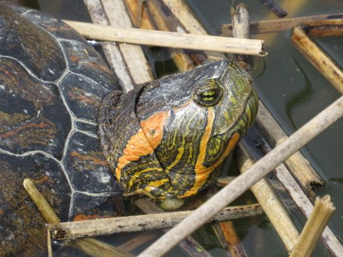 Tête Trachemys dorbigni