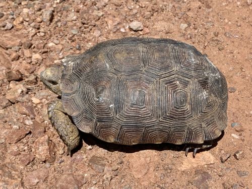 Dossière Gopherus evgoodei