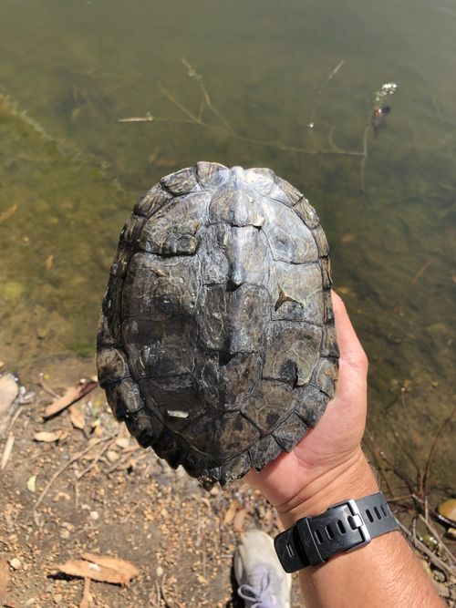 Dossière Graptemys pseudogeographica