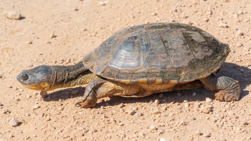 Acanthochelys macrocephala