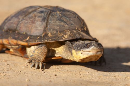 Tête Acanthochelys macrocephala