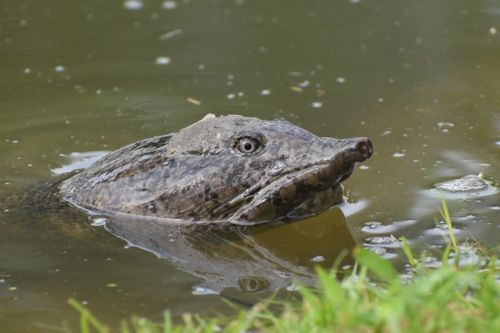 Tête Amyda ornata phayrei