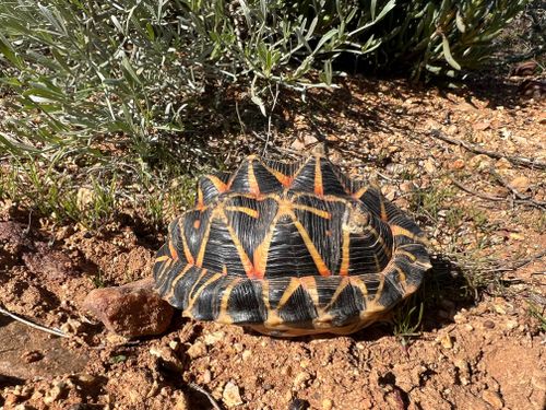 Dossière Psammobates tentorius trimeni