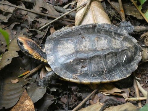 Dossière Platemys platycephala