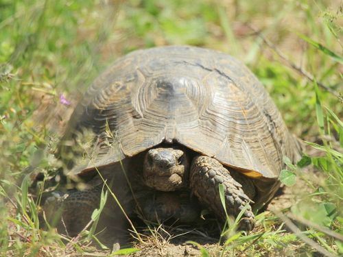 Testudo graeca armeniaca