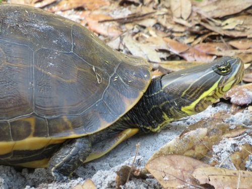 Tête Deirochelys reticularia chrysea