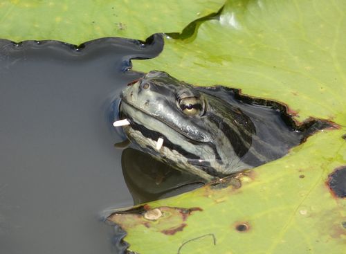 Tête Phrynops geoffroanus