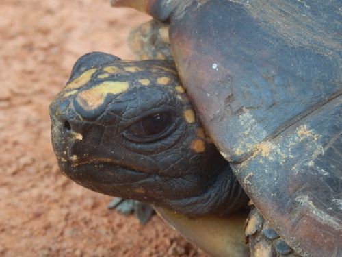 Tête Chelonoidis denticulatus