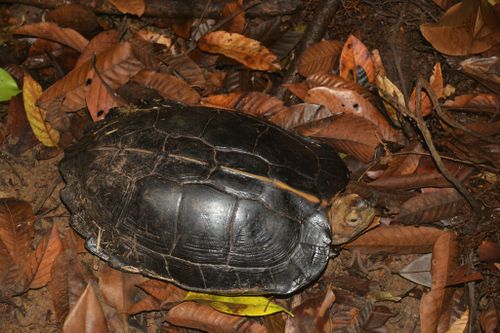 Dossière Heosemys grandis