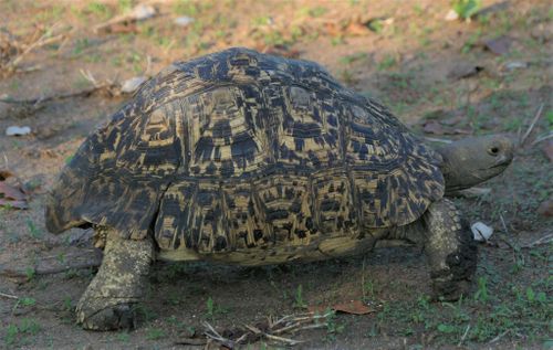 Dossière Stigmochelys pardalis