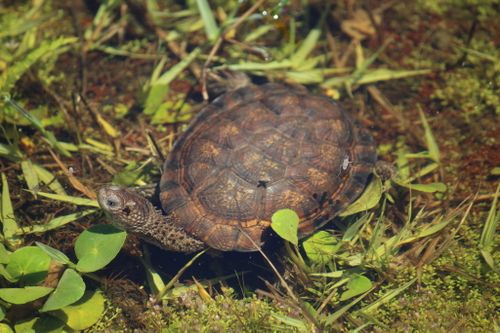 Acanthochelys spixii