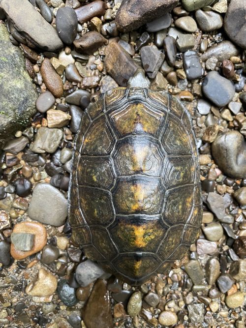 Dossière Mauremys japonica