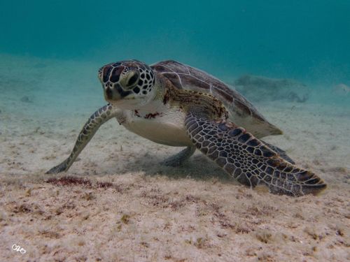 Chelonia mydas