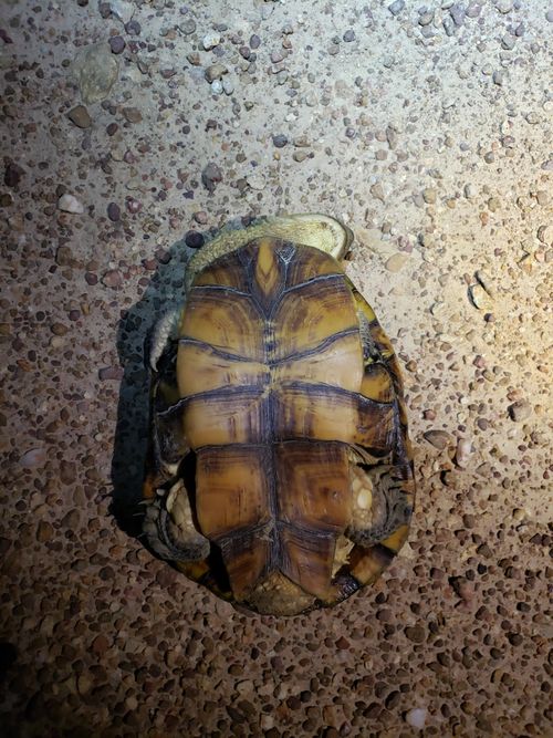 Plastron Acanthochelys macrocephala