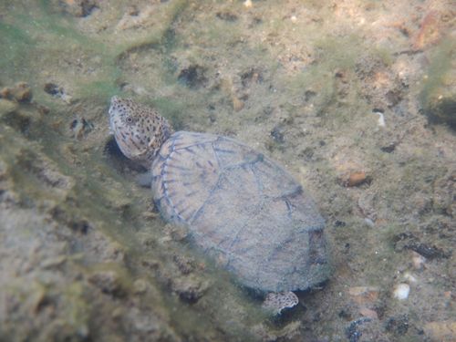 Sternotherus carinatus