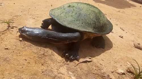 Chelodina parkeri