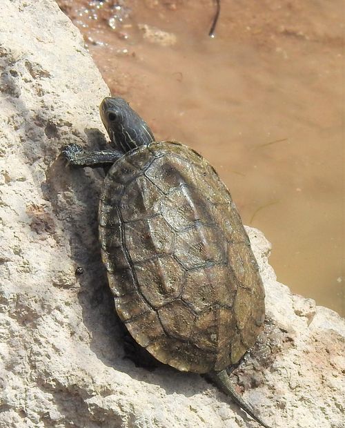 Dossière Mauremys rivulata