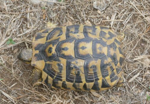 Dossière Testudo hermanni hermanni