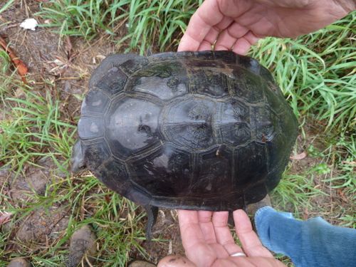 Dossière Chelodina expansa