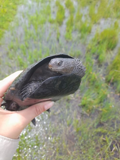 Tête Acanthochelys spixii