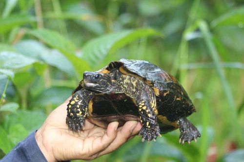 Corps Rhinoclemmys annulata