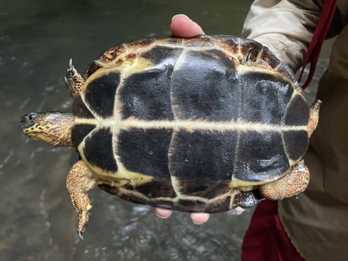 Plastron Rhinoclemmys funerea