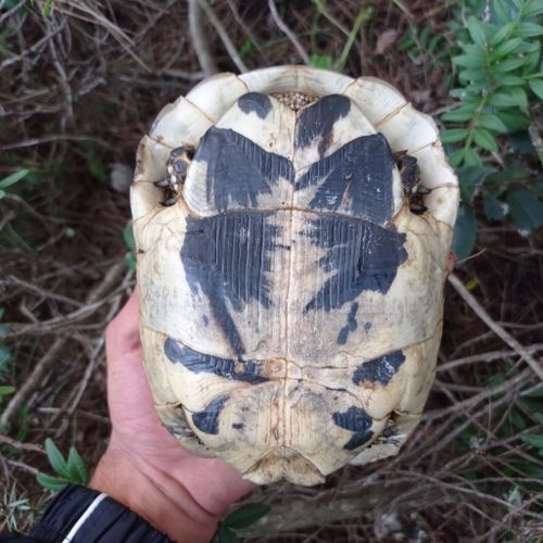 Plastron Testudo graeca nabeulensis