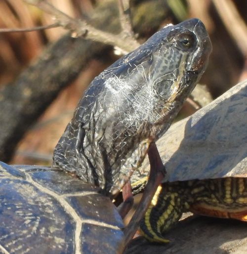 Tête Trachemys scripta