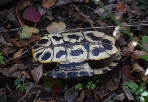 Plastron Trachemys scripta