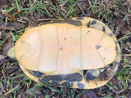 Plastron Deirochelys reticularia