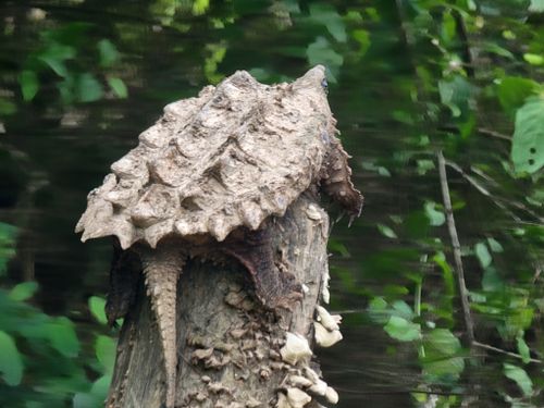 Corps Macrochelys temminckii