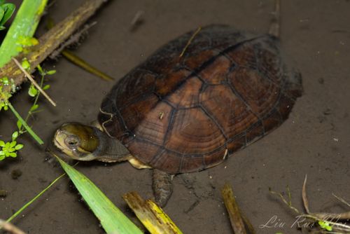 Mauremys mutica