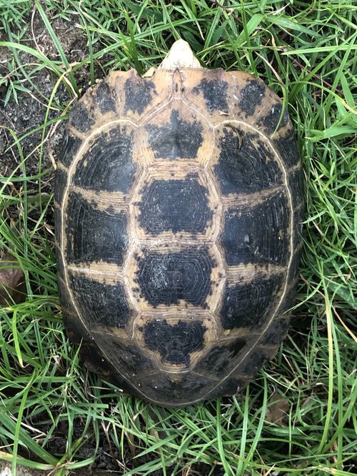 Dossière Indotestudo elongata