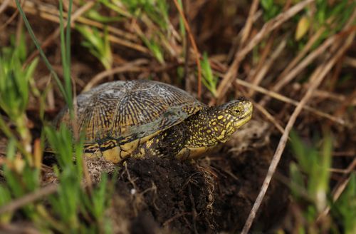 Emys orbicularis hellenica