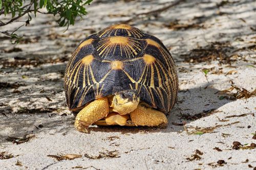 Astrochelys radiata